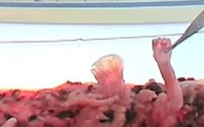 A Terror that Goes On and On