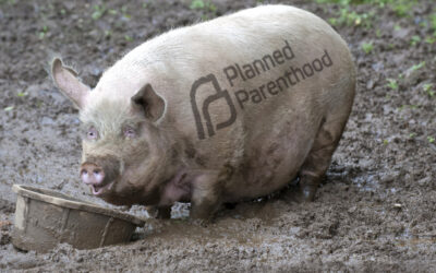 Planned Parenthood’s Dirty Underbelly Is Growing Rancid