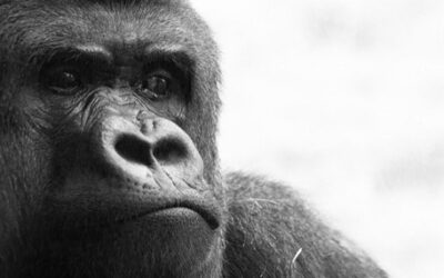 The Little Baby and the Great Ape