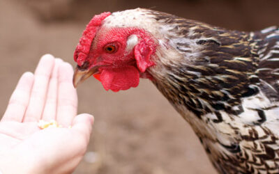 Propaganda Feeds Ignorance