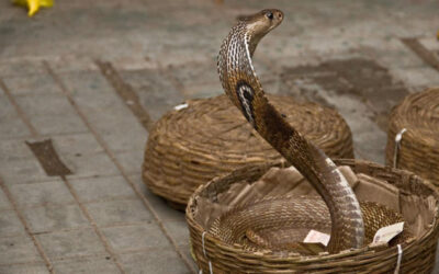 A Basket of Dreadfuls
