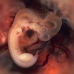 embryo_7week