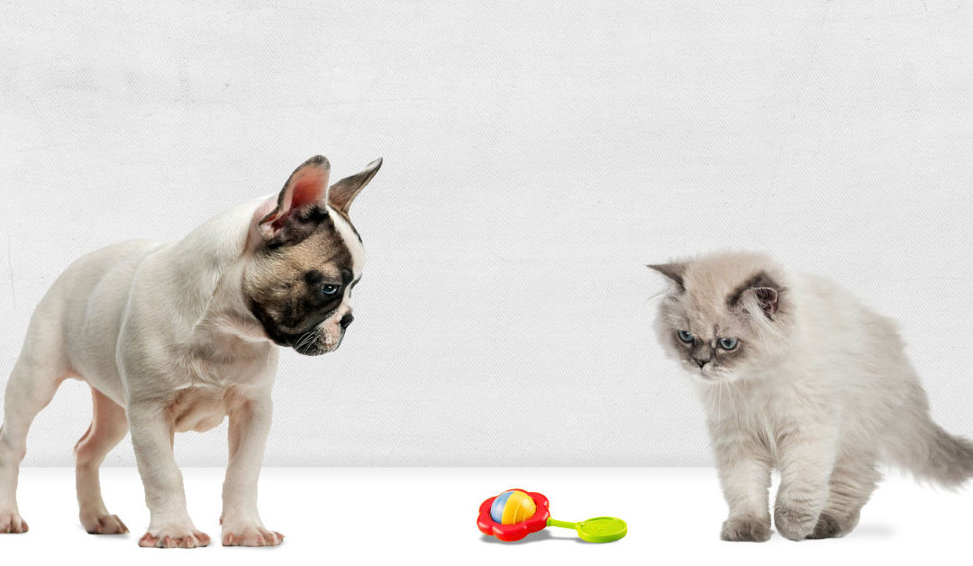 Dogs, Cats, and Horror Stories