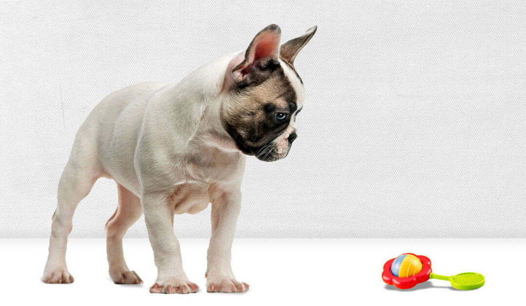 If She Barks, She Is Safe