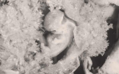 From Creation to Death